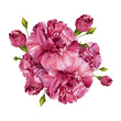 Bouquet of carnations. Pink burgundy flowers. Vintage watercolor illustration isolated on white background.