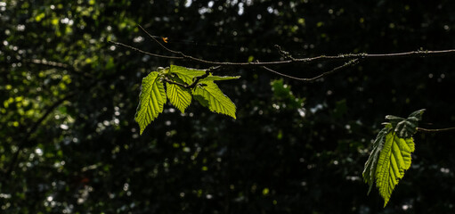 Wall Mural - Dark Leaves in the wood