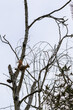 © Oleksandr Bochkala - A squirrel on a withered birch branch is preparing to jump, backlit sunlight, environmental issues