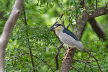 Black-crowned Night Heron Perched On A Tree Branch In The Woods