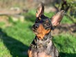 Black and tan miniature pinscher in spring time. German Miniature Pinscher sits outdoors on a green background. Smart and cute pinscher with funny ears and round eyes.