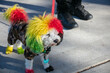 A Cute Dog with Dyed Fur Walking on a Leash that Looks Like a Clown