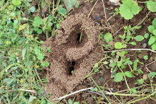 Ant House In Grass Growing Ground