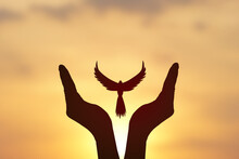 Concept Of Freedom. Shadow Dove Flies Over A Human Hand. Golden Sun Background In The Morningackground In The Morning