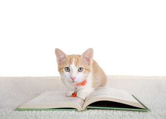 Portrait of one cute orange and white tabby kitten wearing an orange collar laying on a story book on a sheepskin blanket looking directly at viewer. Isolated background.