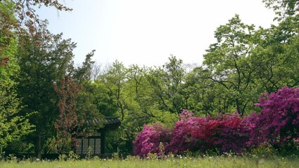 Poster - Spring of Changdeokgung Palace in Seoul, Korea