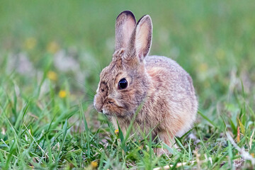 Wall Mural - A wild bunny eating grass in a yard in suburban Colorado.