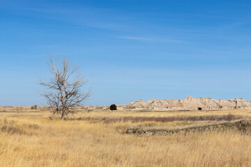 a tree stands out against the prairie landscape near medicine root hiking trail at badlands national