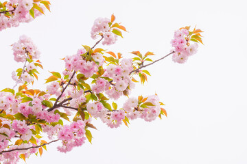 Wall Mural - Pink cherry blossoms blooming in the spring