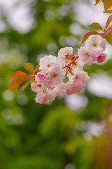 Sticker - Pink cherry blossoms blooming in the spring