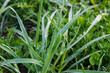 Green grass with drops of dew, early morning