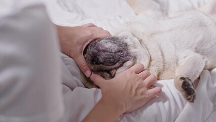 Wall Mural - woman body massage and face massage spa to a dog pug breed feeling so comfortable and relaxation,dog sleep and rest with owner.Selective Focus.Spa and Massage treatment dog Concept