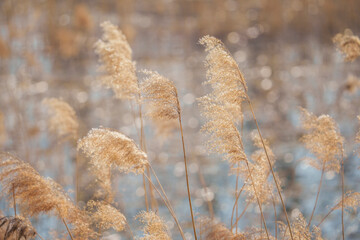 Wall Mural - Beautiful reed flower natural scenery background