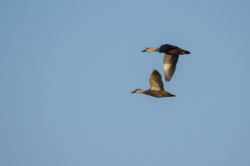 Canvas Print - Two wild ducks are flying in the sky