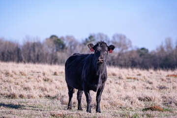 Wall Mural - Commercial Angus brood cow in dormant pasture.