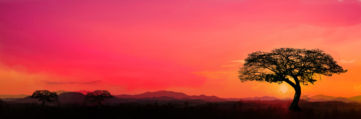 Wall Mural - Safari theme. silhouette trees on africa with sunset, silhouette giraffe  with sunset background,Dark tree on open field dramatic sunrise.Panorama.