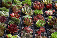 Box Full Of Beautiful Colourful Sempervivum, Common Houseleek Plants Sitting In Containers With Black Gravel To Highlight Their Beauty.