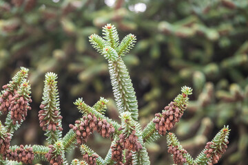 Noble or Red Fir Tree or Christmas tree, Abies procera, with needles and cones