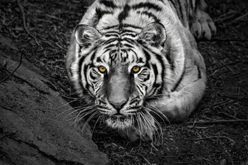 Poster - Closeup of Siberian tiger ( Amur tiger )