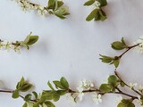 Fototapeta Kwiaty - Białe kwiaty i zielone liście
