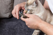 owner cutting claws to his cat at home. hygiene, pet care concept. selective focus