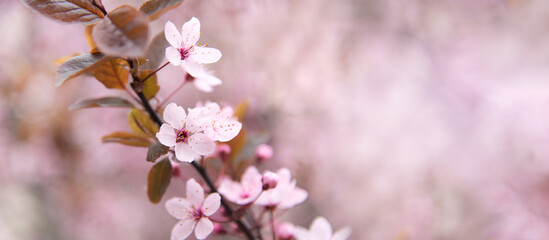 Wall Mural - Pink cherry tree bloom flowers, spring of sakura tree twigs.