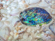 Close-up beautiful natural shape of shiny abalone seashell on various of seashell background.