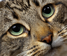 Green-eyed Cat
