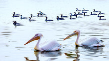 Two White Pelicans And A Flock Of Cormorants In Chongqing Wildlife Park