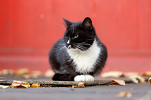 A Black Cat With A White Breast And White Paws Sits On The Background Of A Red Wall On The Street