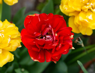 Wall Mural - Red peony-flower Double Early tulips Tulipa Volcano mix in spring garden