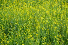 Patches Of Yellow Rape Flowers