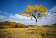 Autumn Grassland And A Tree Under Blue Sky In Hanba, Wulanpusi, Inner Mongolia