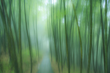Green Bamboos