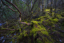 Original Ecological Moss And Trees In The Primeval Forest Of Siguniang Mountain, Sichuan Province
