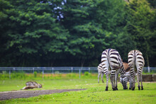 Two Zebra Buttocks In Ningbo Dongqianhu Zoo