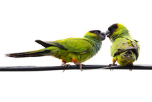 Nanday Parakeets (Aratinga Nenday) In Sarasota, Florida (species ID Is Tentative)