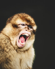 Cute And Beautiful Barbary Macaque In Good Behavior . High Quality Photo