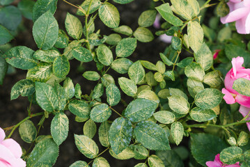 Sick leaves of the English rose, lack of iron in the leaves, chlorosis of the leaves