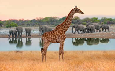 amazing giraffe walking across the african savannah - amazing african elephants at sunset - african 