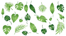 Set Of Tropical Exotic Leaves Of Different Types. Jungle Plants. Hibiscus Leaves, Monstera And Palm Leaves. Realistic Botanical Vector Illustration Isolated On White Background