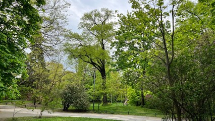 Wall Mural - trees in the forest