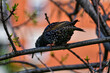 Common starling or European starling (Sturnus vulgaris) is a medium-sized passerine bird in the starling family, Sturnidae.