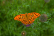 pomarańczowy motyl