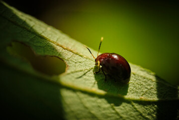 Wall Mural - leaf beetles family chrysomelidae