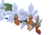Phalaenopsis Orchid "Mini Mark" In Fool Bloom