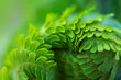 Close up of a young fern leaf in the form of a spiral