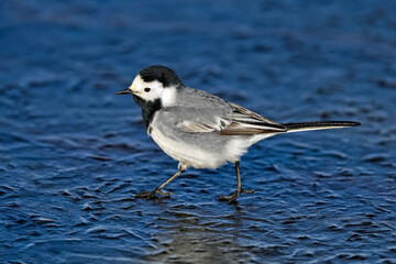Wall Mural - white wagtail balancing on the ice