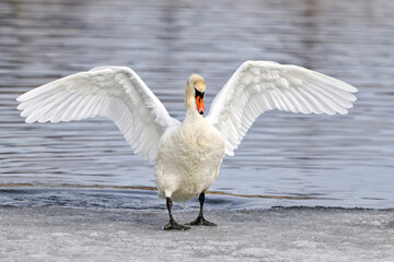 Wall Mural - Mute swan coming out from cold water