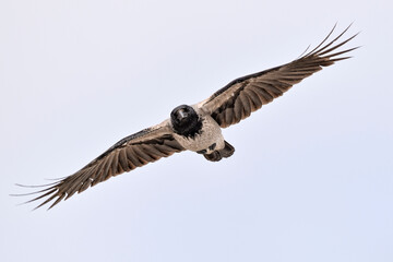 Wall Mural - hooded crow in flight